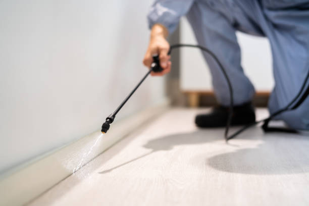 Licensed Wasp Control service in Tarpon Springs, FL - Nex Pest Control